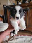 Welsh Corgi Cardigan FCI