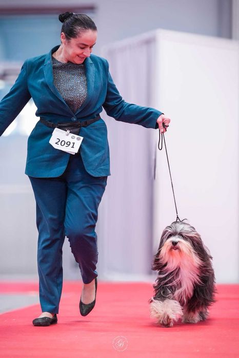 Fenomenalna MOYA, którą warto poznać.  Terier tybetański - nie terier