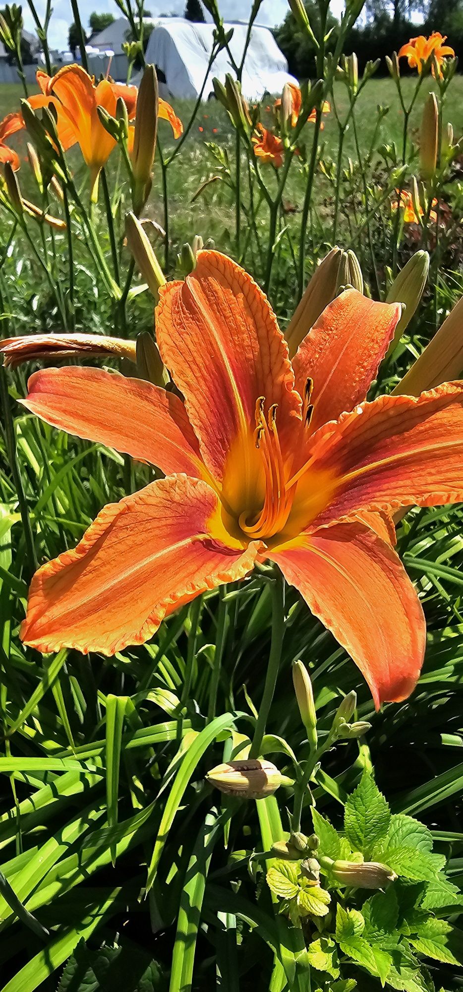 Liliowce wysokie