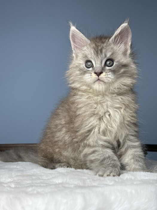 Феромон кукольный мальчик котенок мейн кун в шоу типаже