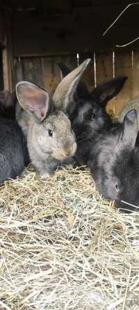 Кролики різних порід