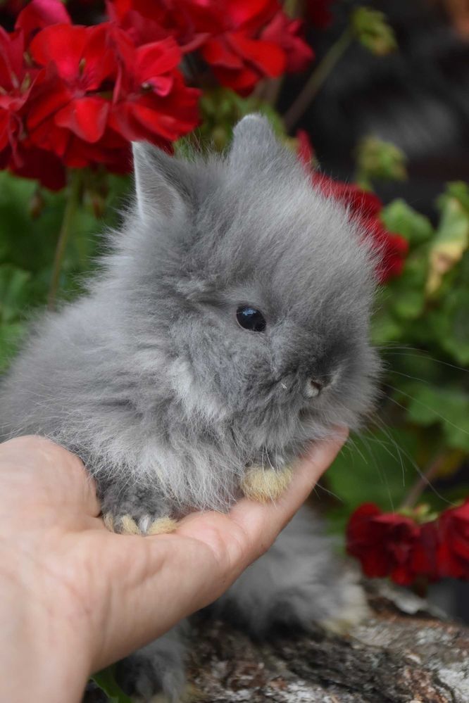Karzełek Teddy / długowłosy / puszysty