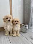 Maltipoo Piękna maluta mini sunia Zapraszam!!