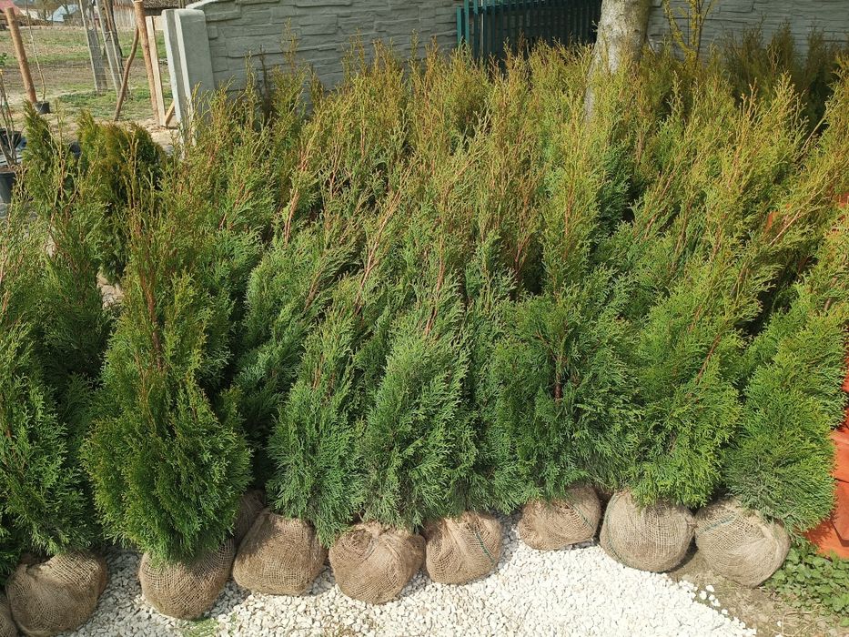 Tuja thuja szmaragd