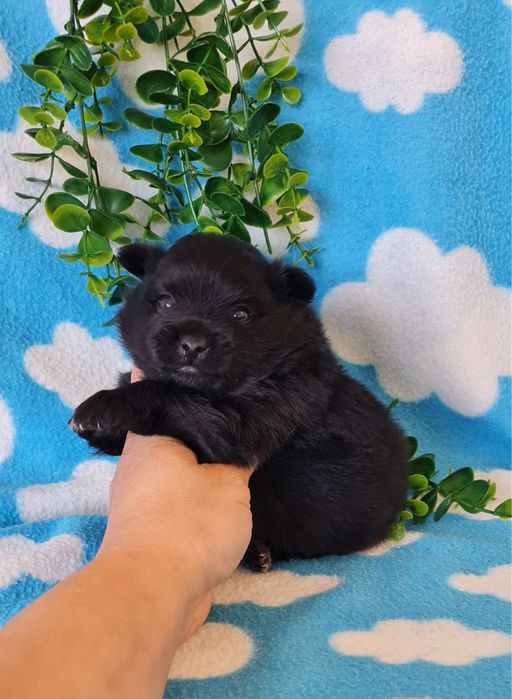 Excelente menina Lulu da Pomerânia/ Spitz Alemão Anão de Qualidade