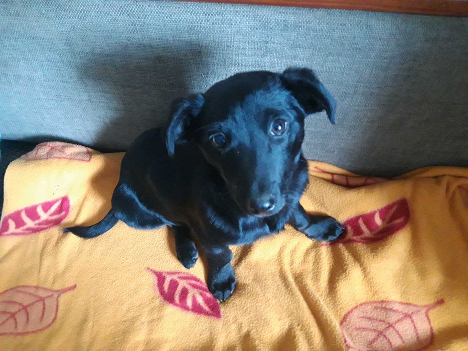 Oddam pieski w dobre ręce