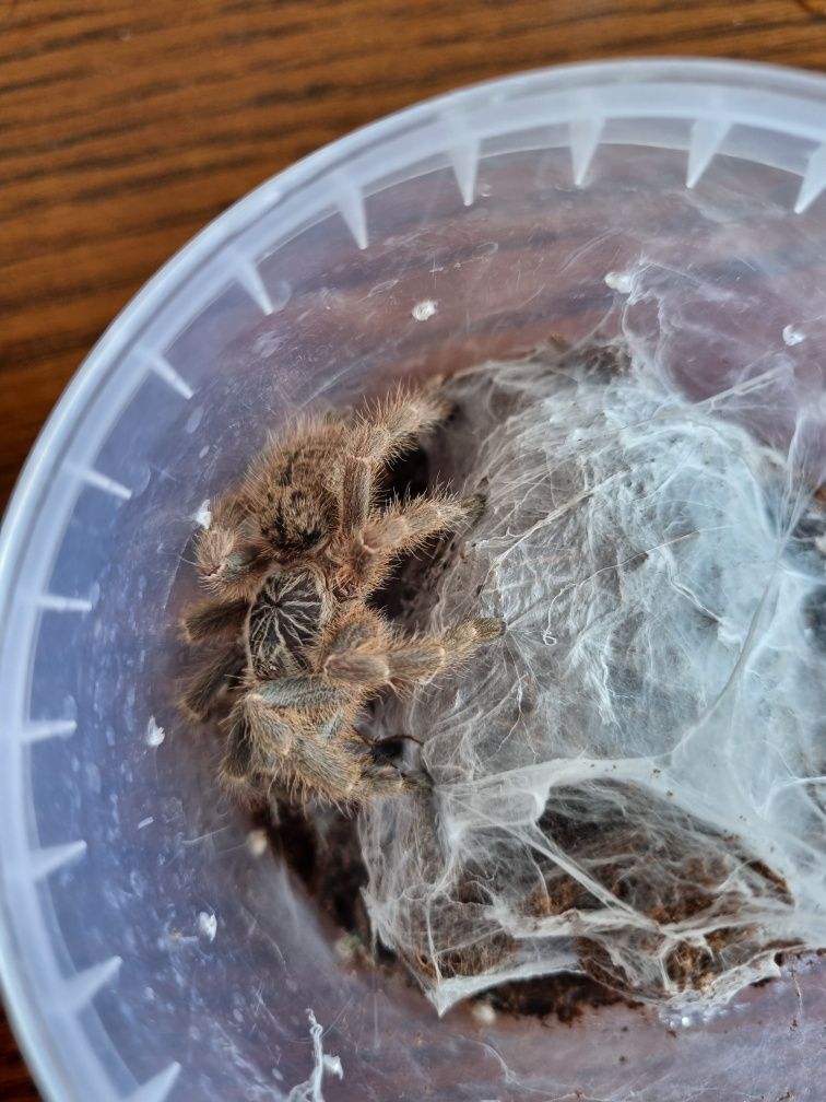 Ptasznik samica Pterinochilus murinus TCF kenia 3,3 DC