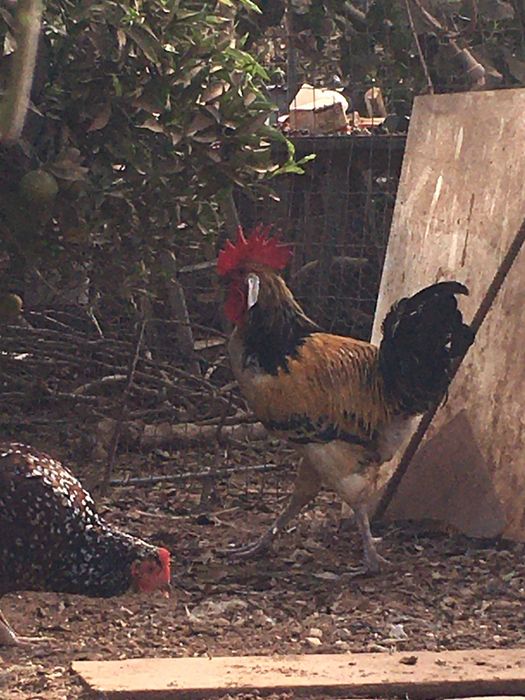 Casal andaluza surenha morucha