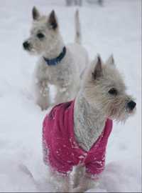 Sprzedam pieska rasy West Highland White Terrier