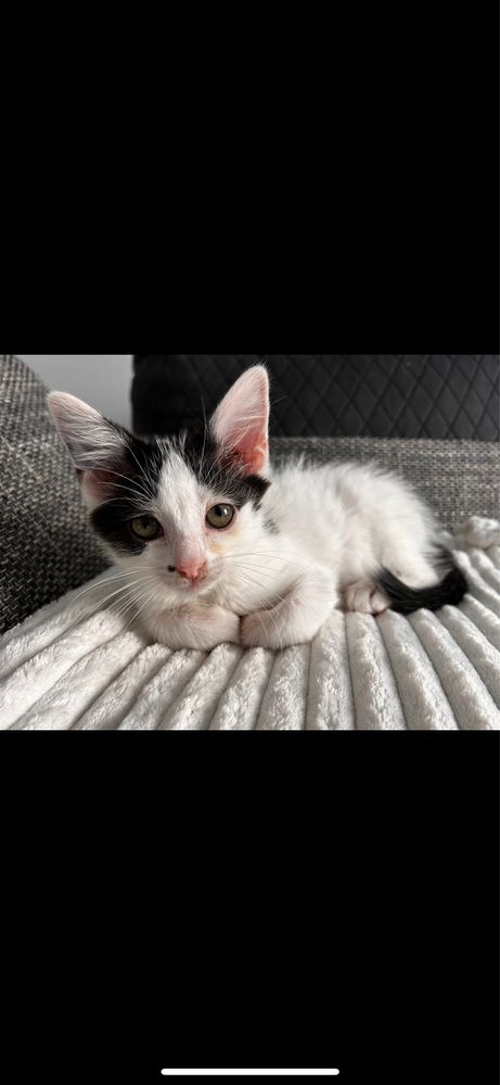 Kociaki do adopcji