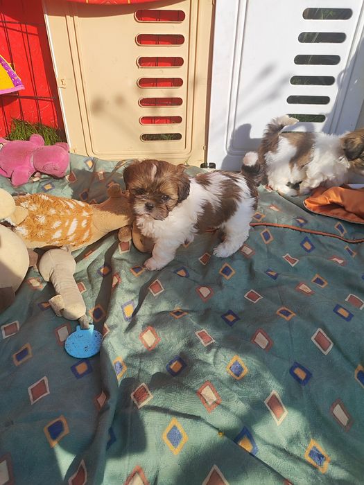 Shih tzu gotowy do odbioru