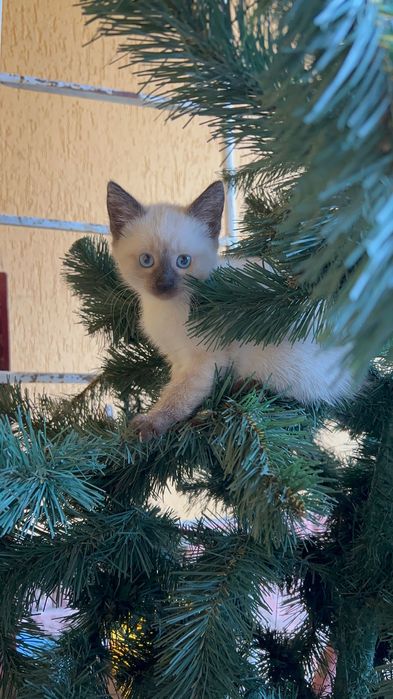 Сіамські котики.