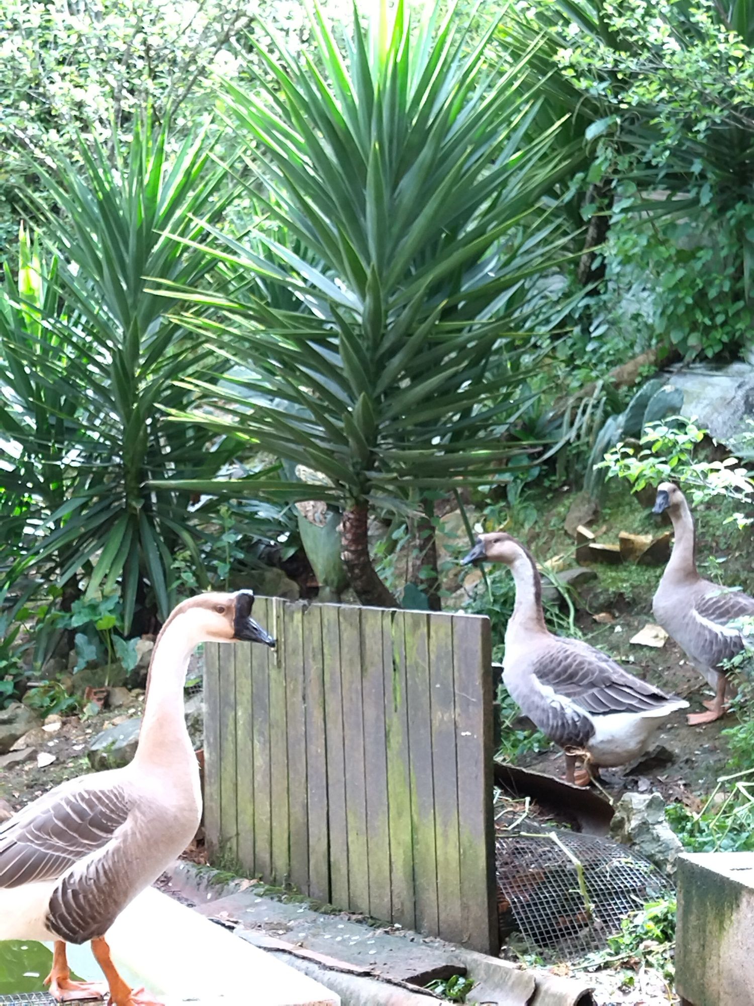 Ovos galados de várias várias raças de galinhas e  ganco da Guiné