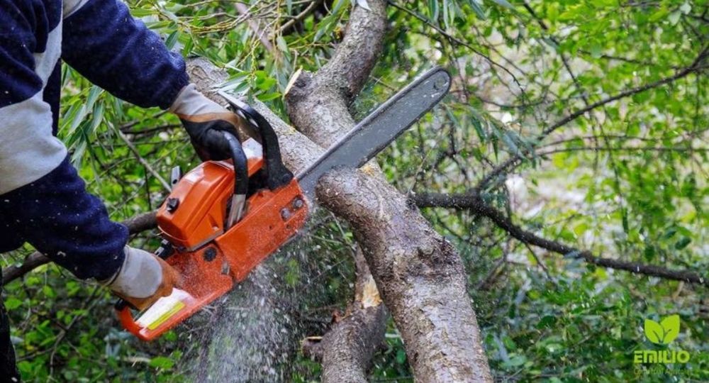 Спил дерев, підрізка аварійних сухих дерев-гілок