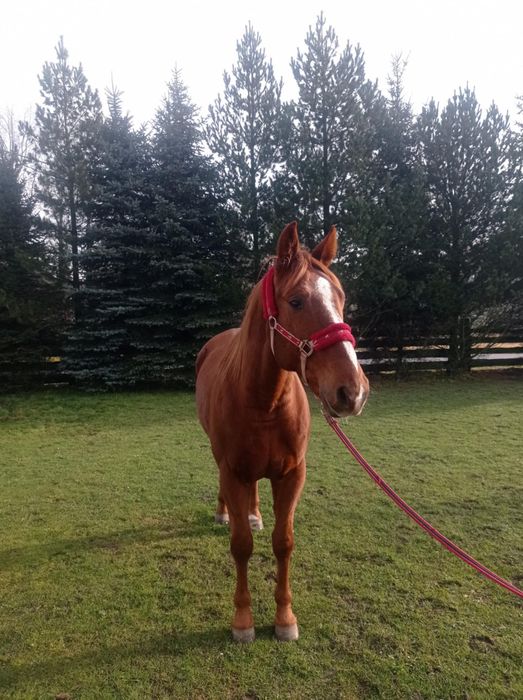 Kłusak francuski wałach 4 lata