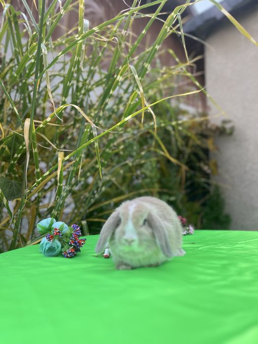 Блакитні очі.Карликові баранчики.Кролики NHD