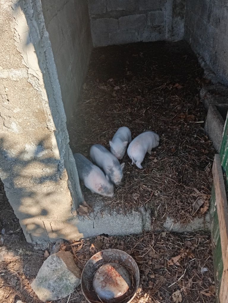 Vendo Porcos anão