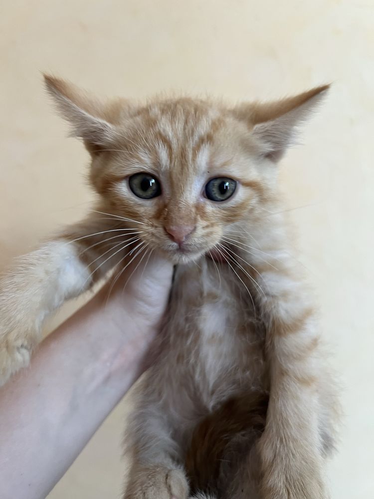 Віддам кошенят у добрі руки