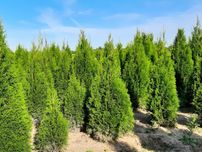 Thuja Smaragd 100,120,140,150,160 cm! Tuja Szmaragd! Tuje! Sadzimy!