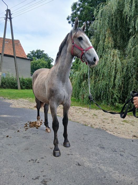 Źrebica klacz Śląska roczna siwa