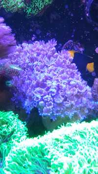 Koralowiec Xenia pulsująca
