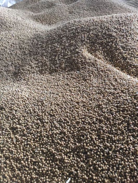 Соя ГМО  продаж 2025