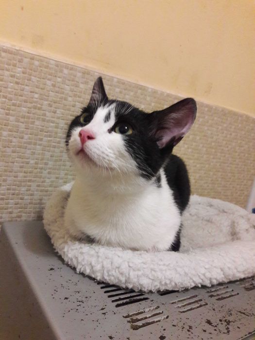 Чудо кошеня. Прекрасна кицька