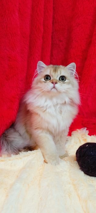 В живую ещё красивее. Шотландский прямоухий котик золотая шиншилла