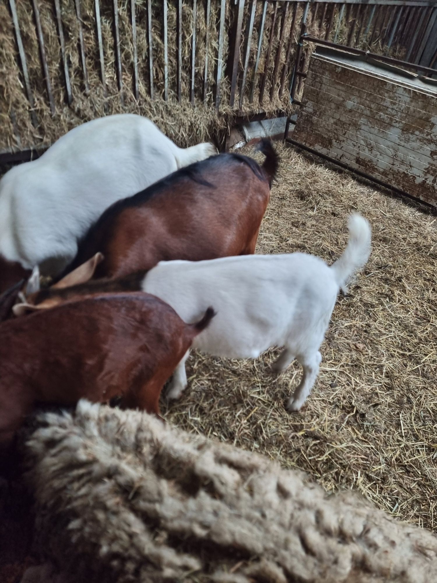 Vendo cabrito raça  Boer