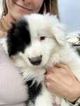 Border Collie FCI ZkwP wyjątkowe umaszczenie