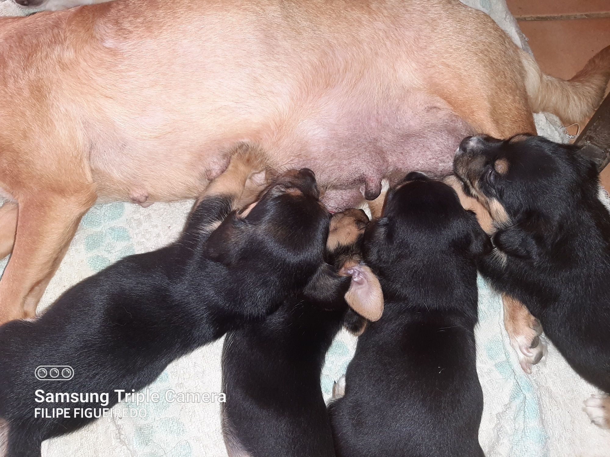 Cães bebés arrasados de pincher