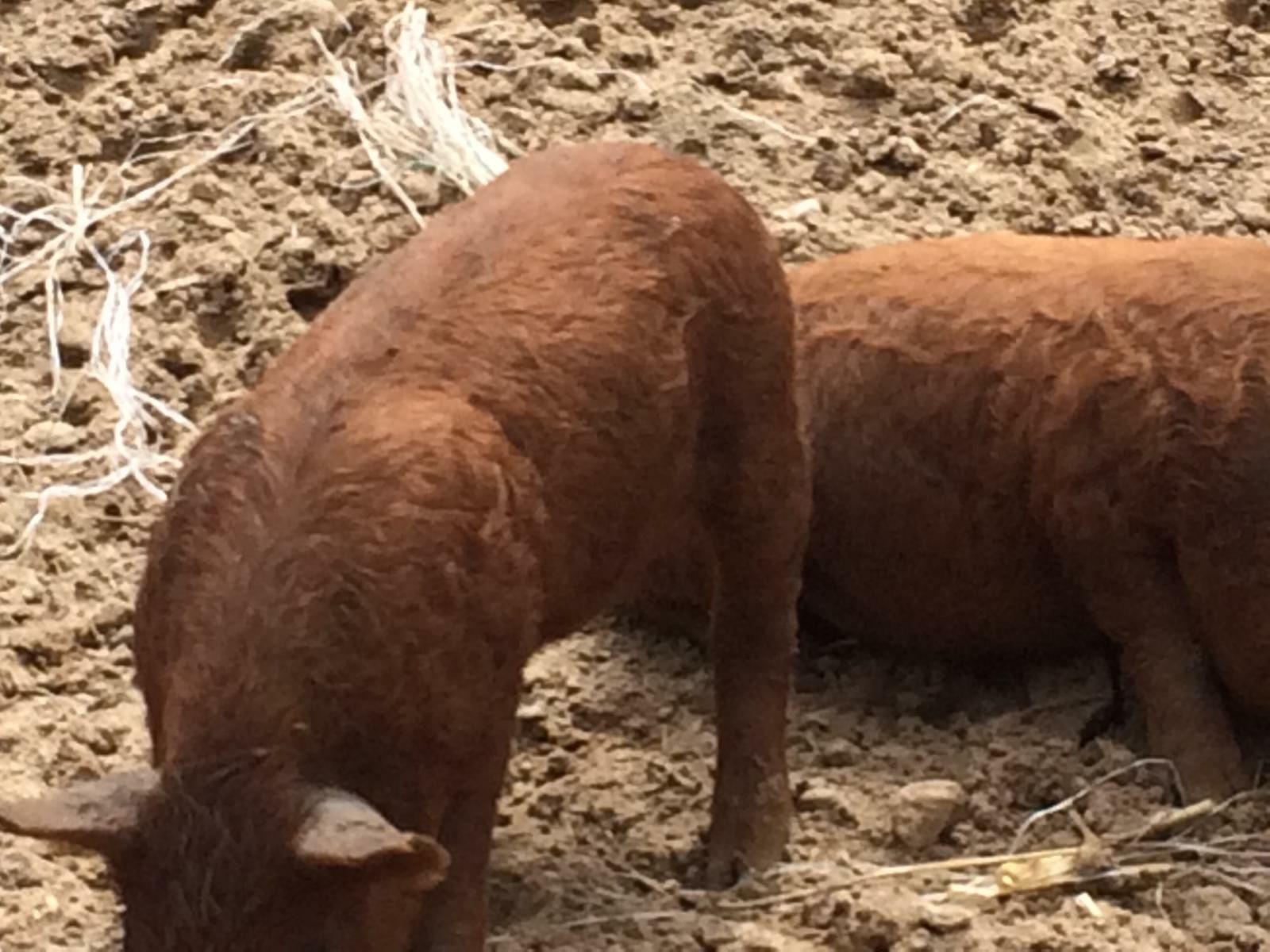 Schab Mangalica  wędzony tradycyjnie