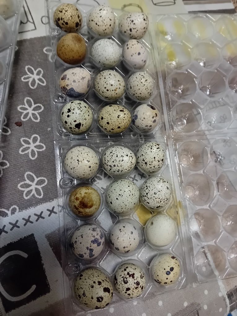 Ovos de codorniz caseiros