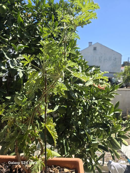 Citronelas adultas.