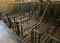 Pojedynki dla loch - SALONÓWKI - Inseminacja 95szt