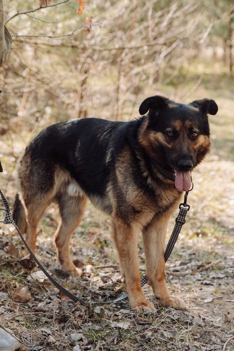 Atos piekny ,duzy ,madry pies