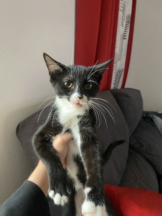 Gatinhos para adoção responsável