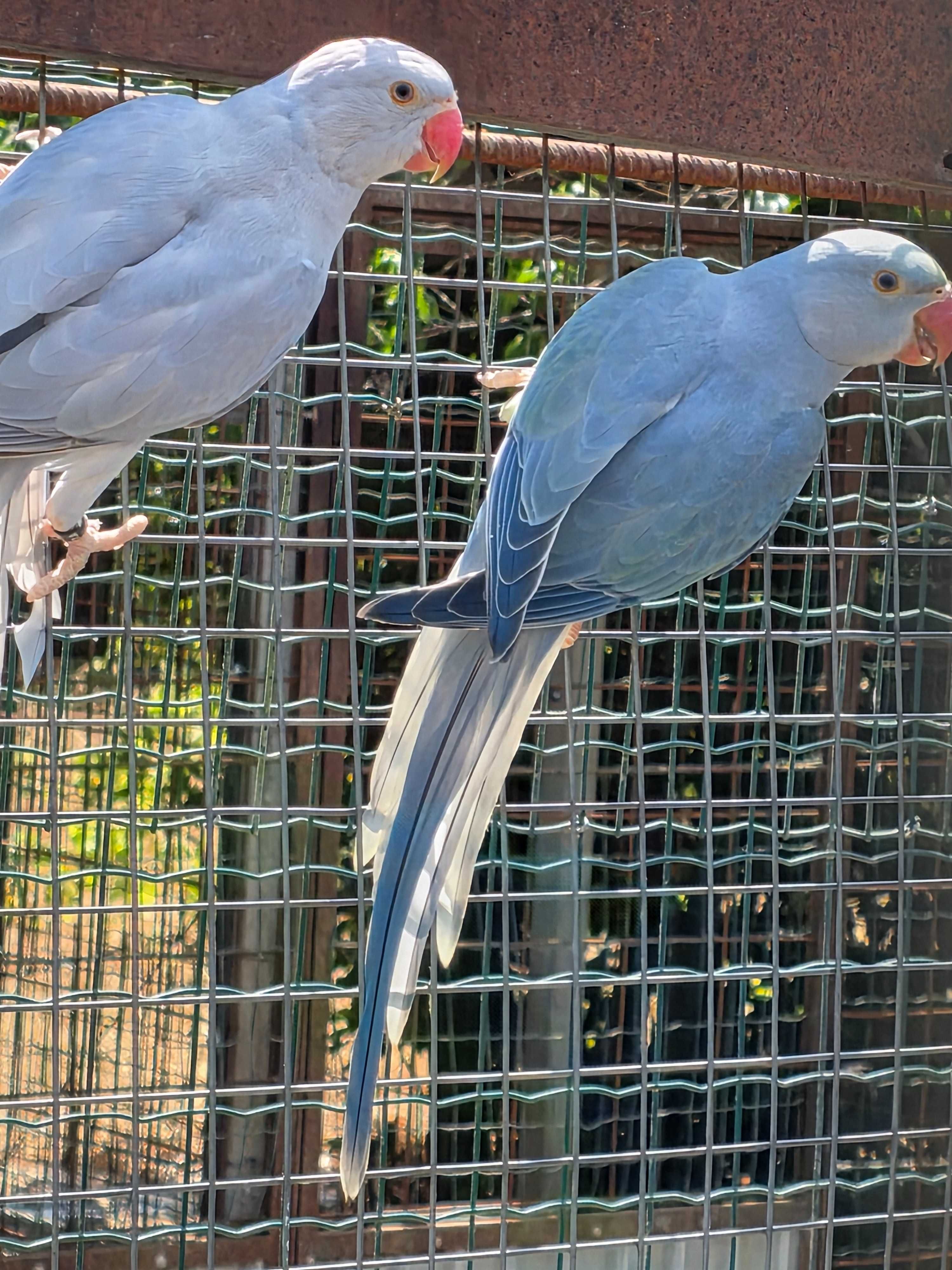 ring necks variados