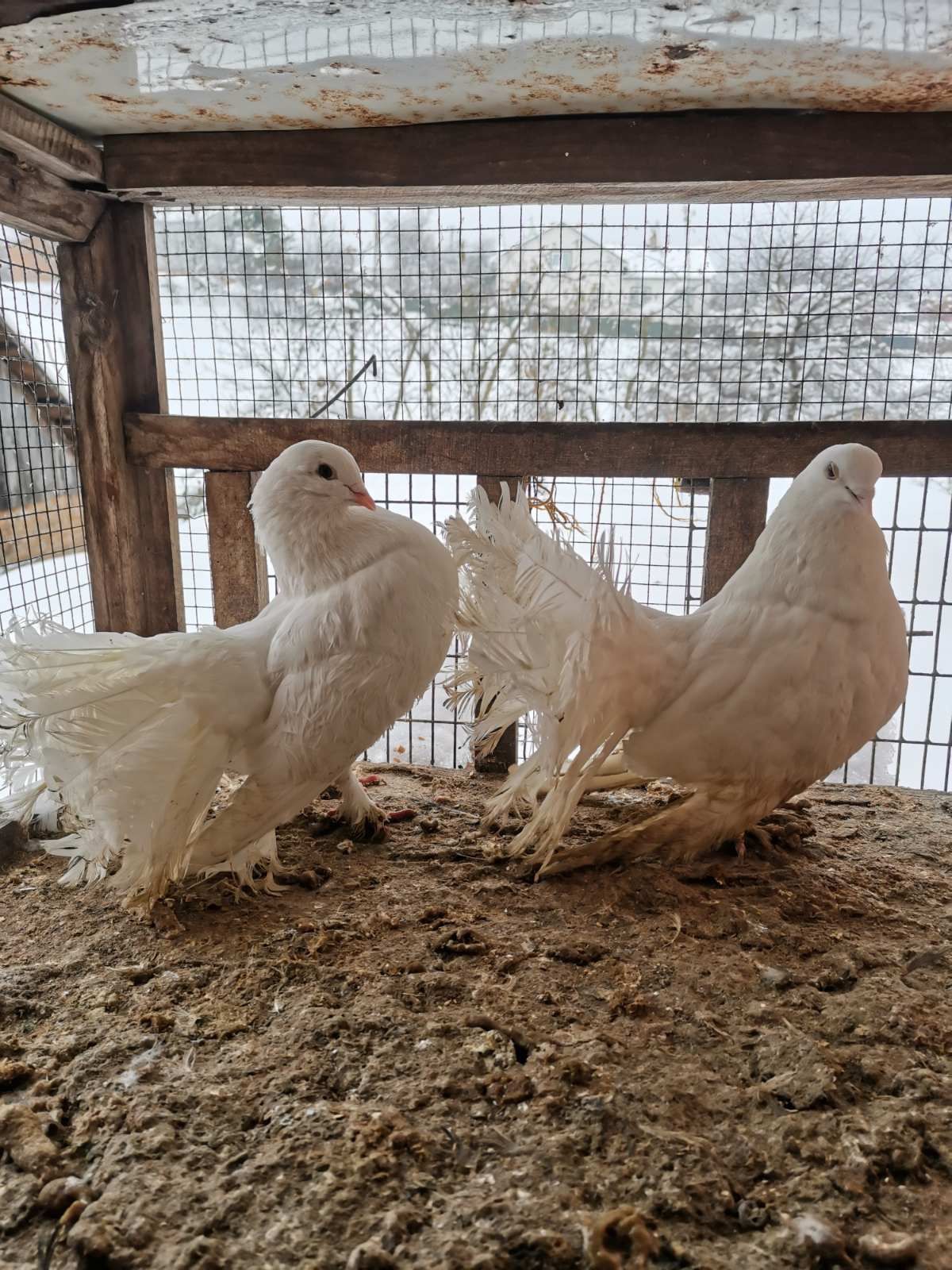 Продам голубів павлінів