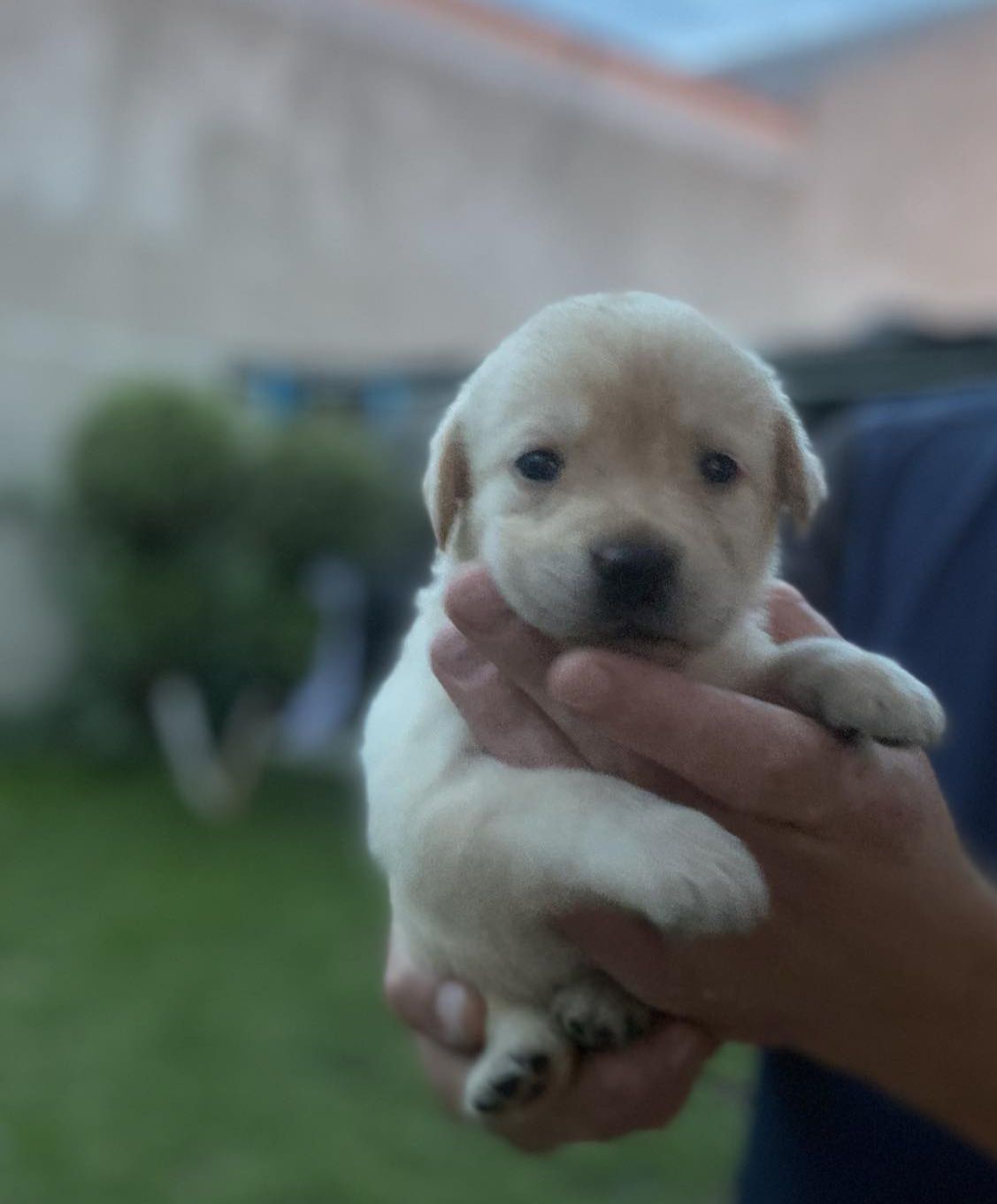 Labrador retriever