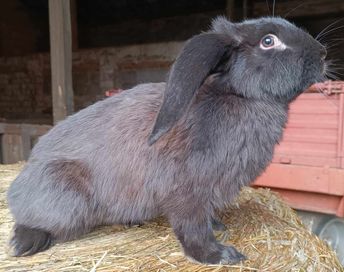 Samiec baran francuski czarny, królik