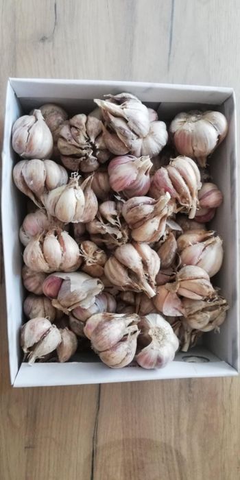 Czosnek zimowy Harnaś 5 kilogramów