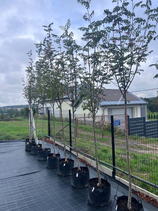 Jarząb pospolity sorbus aucuparia ‚Rosica Major’ obw. 8-10cm