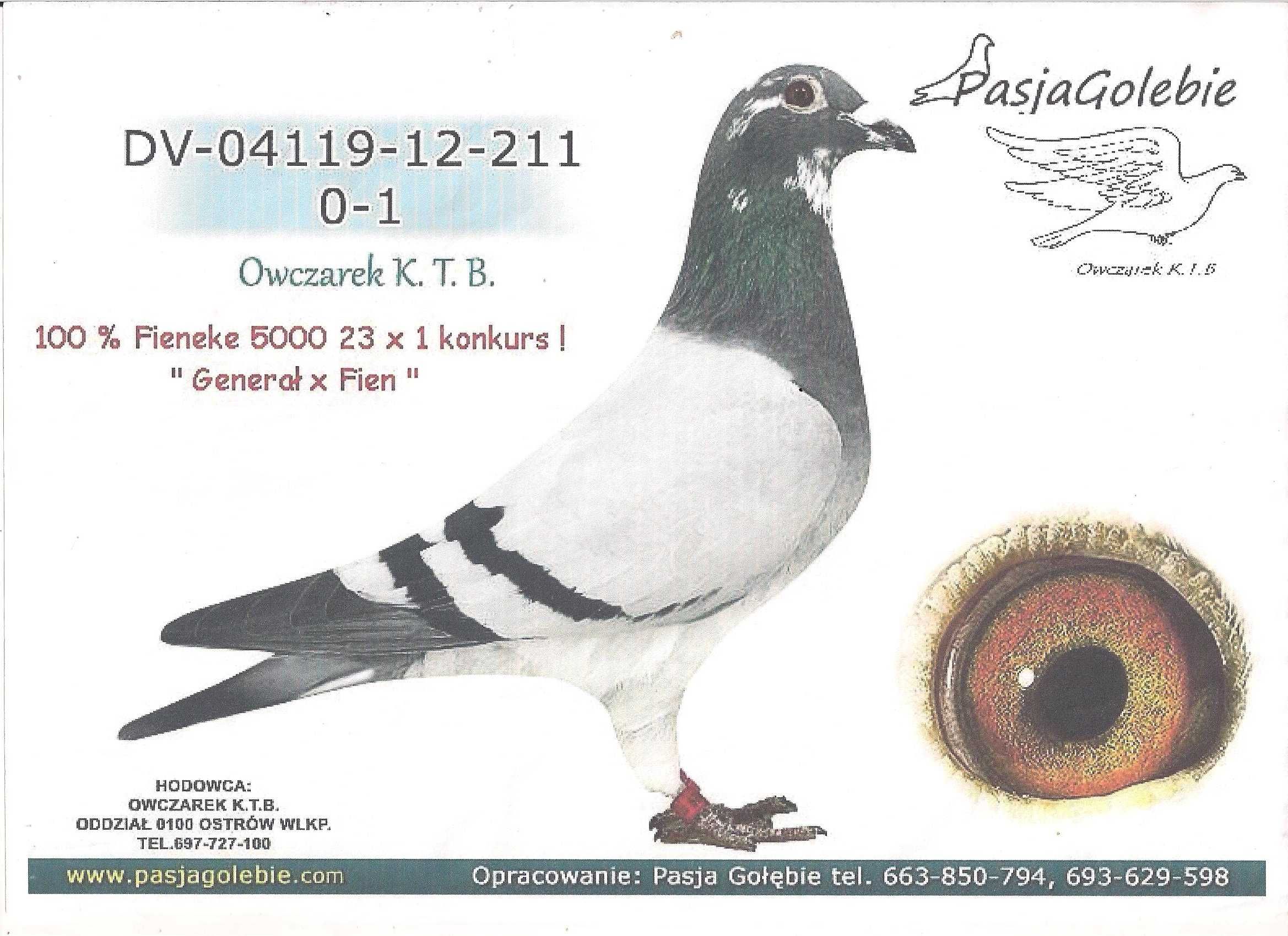 Młode para 63 Inbred Fieneke 5000 gołab gołębie pocztowe z rodowodem