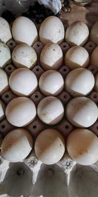 Jajka lęgowe Kaczki Biegus Indyjski