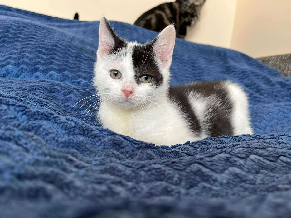 Łaciaty maleńki skarb do adopcji!