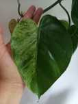 Philodendron Hederaceum Vatiegata