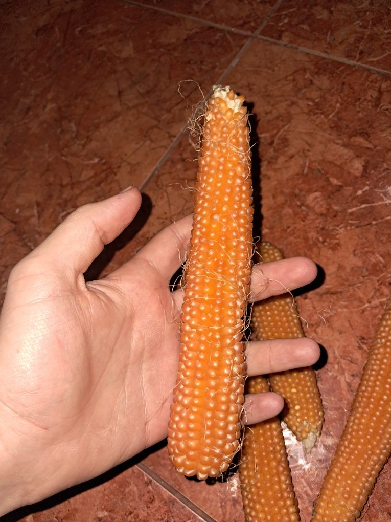 Кукурудза для попкорну