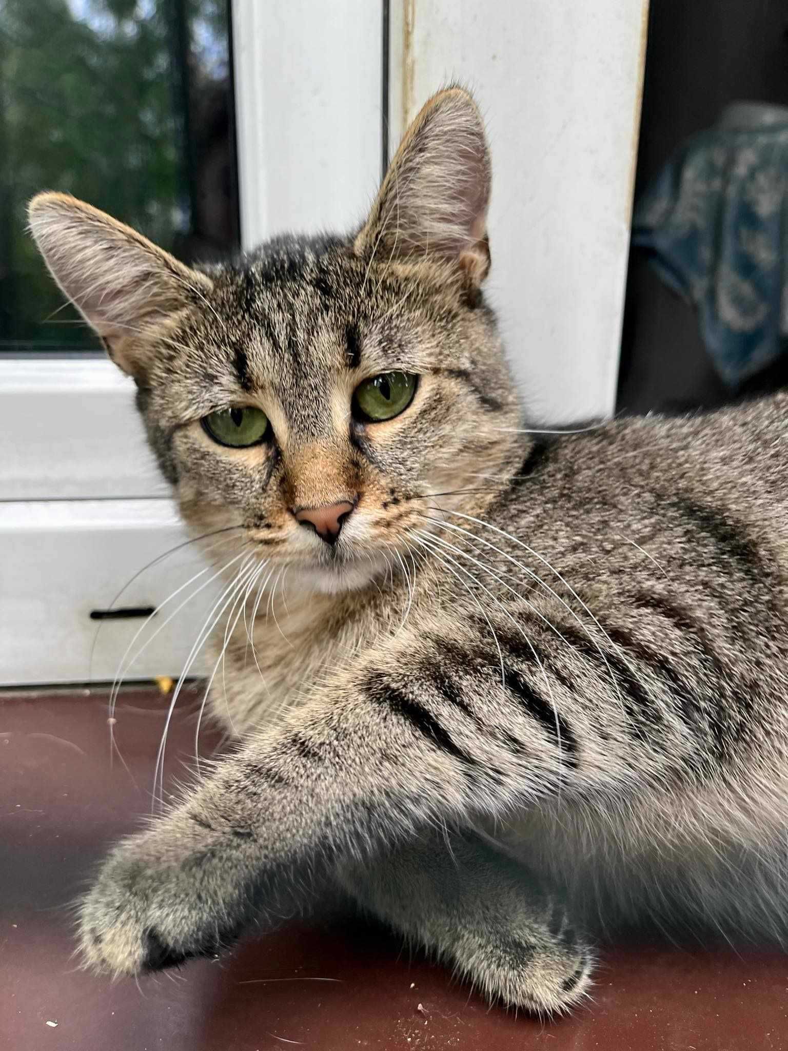 Kotka Kornelka poleca się do adopcji