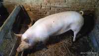 Продам свині вирощені на натуральних кормах
